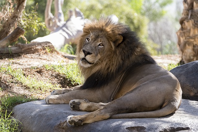 San Diego Zoo Pixabay Public Domain San Diego Zoo Pixabay Public Domain
