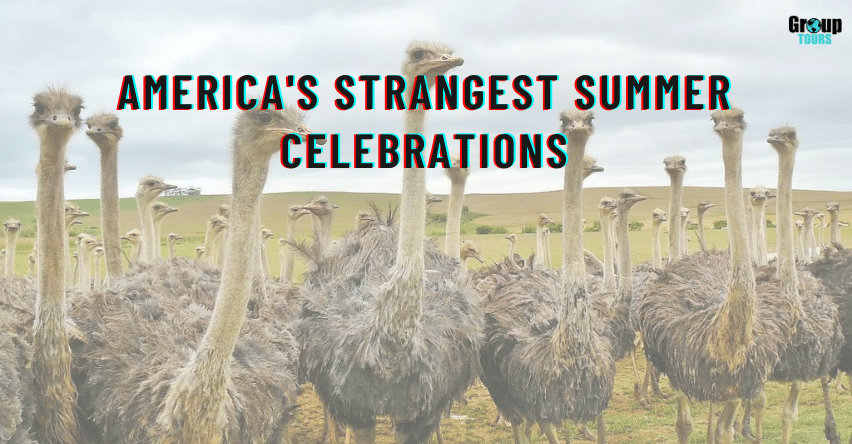 America's Strangest Summer Celebrations blog title over picture of ostriches