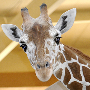 Giraffe at Baltimore Zoo