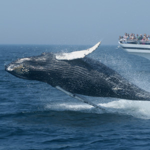 Whale
