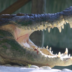 Alligator named Maximo