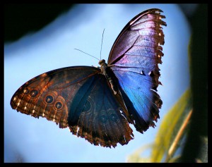 Butterfly