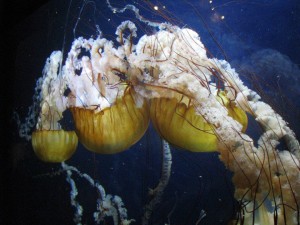 Jellyfish