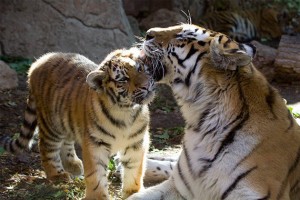 Tigers at the Zoo