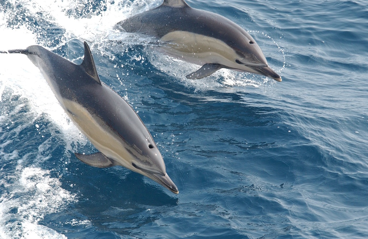 Dolphin Quest Hawaii Group Tours 