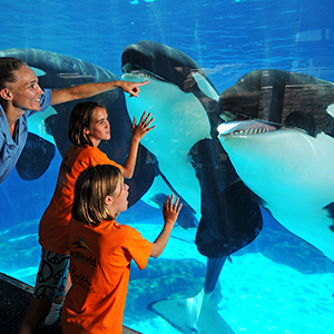 SeaWorld Resident Campers interact with killer whales through the glass at Shamu: Close Up.
