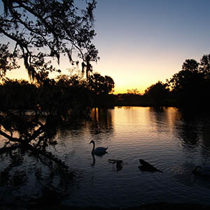 ducks in pond at sunset