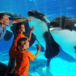 Girls viewing Orca Whales