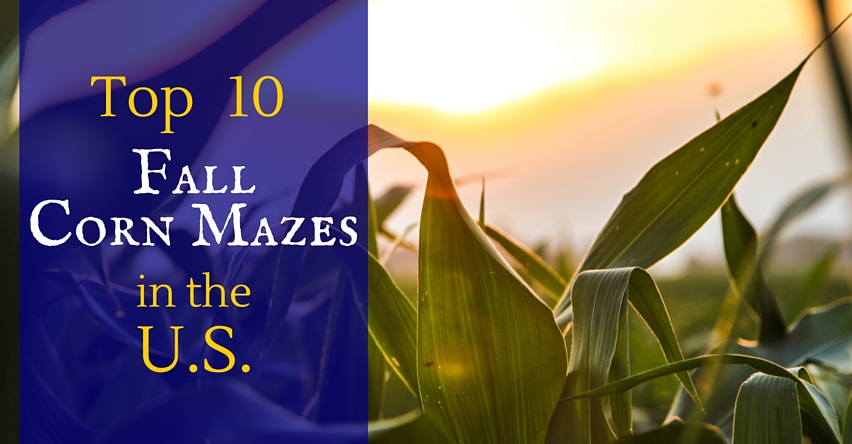 Top 10 Fall Corn Mazes in the U.S. blog title next to corn plant