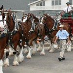 Budweiser Clydesdales 