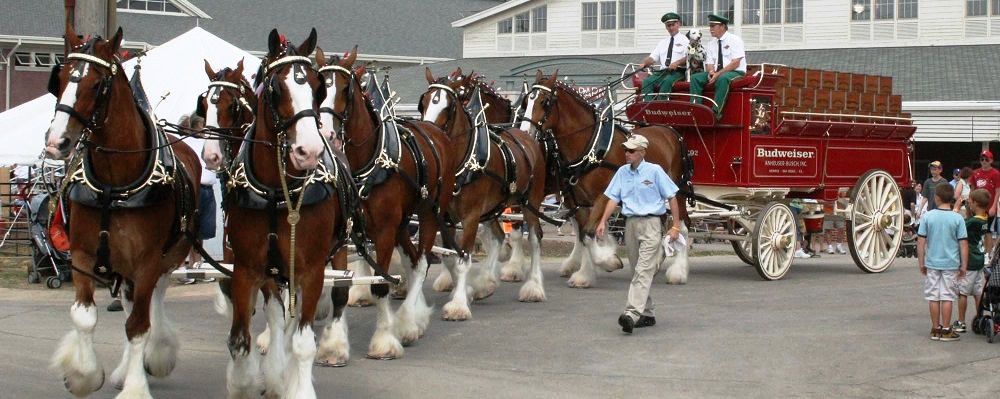 Man walking besides Budweiser Clydesdales pulling wagon