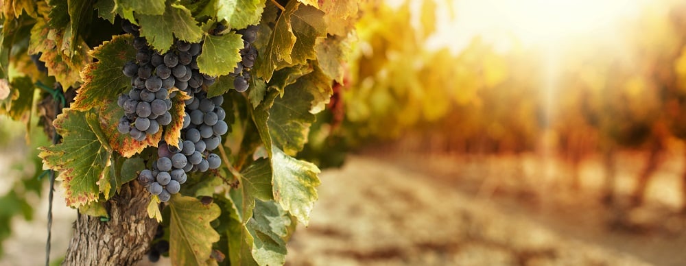 Vineyards at sunset in autumn harvest. Ripe grapes in fall.Cluster grapes on left