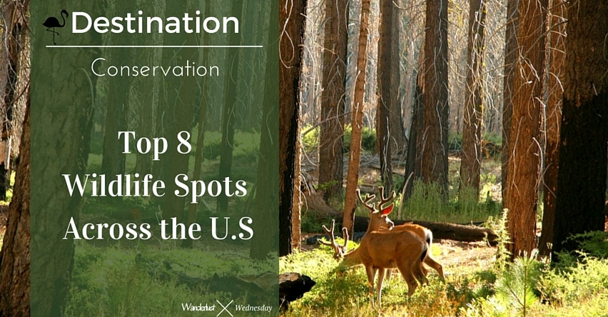 Destination Conservation Top 8 Wildlife Spots Across the U.S blog title next to deer grazing in forest