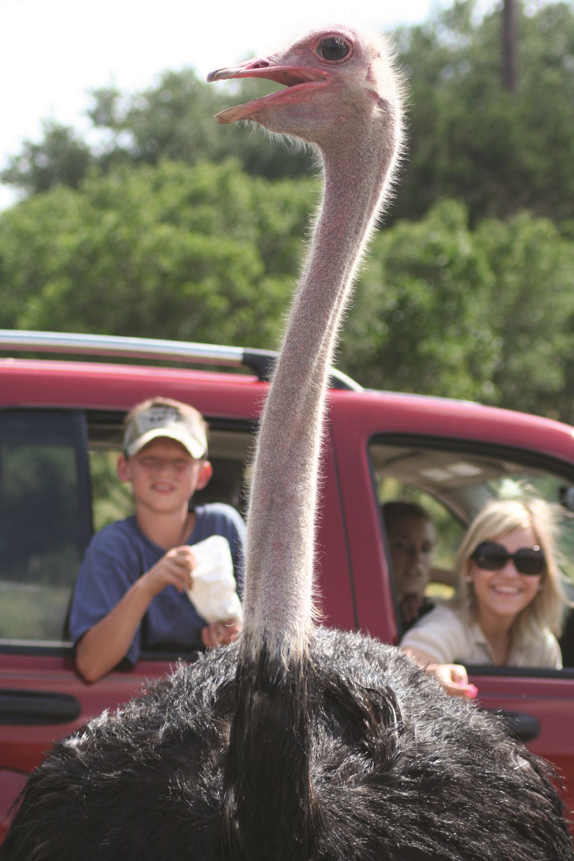 Natural Bridge Wildlife Ranch Ostrich Courtesy of visitsanantonio.com