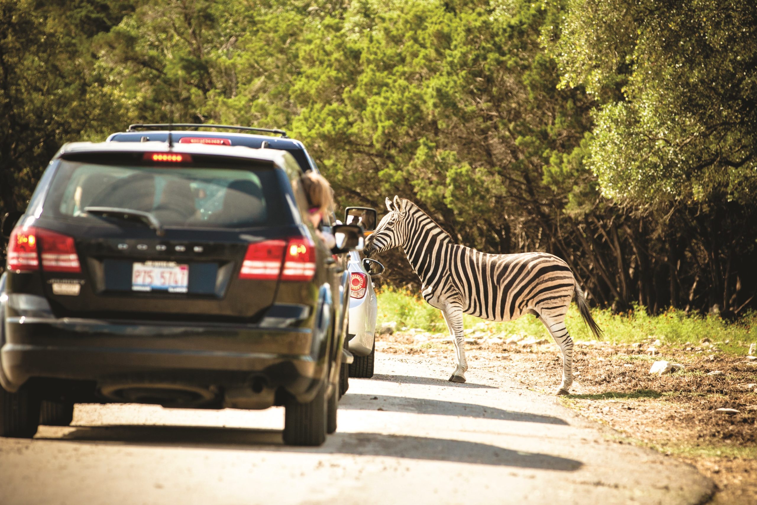 Natural Bridge Wildlife Ranch Zebra Courtesy of visitsanantonio.com