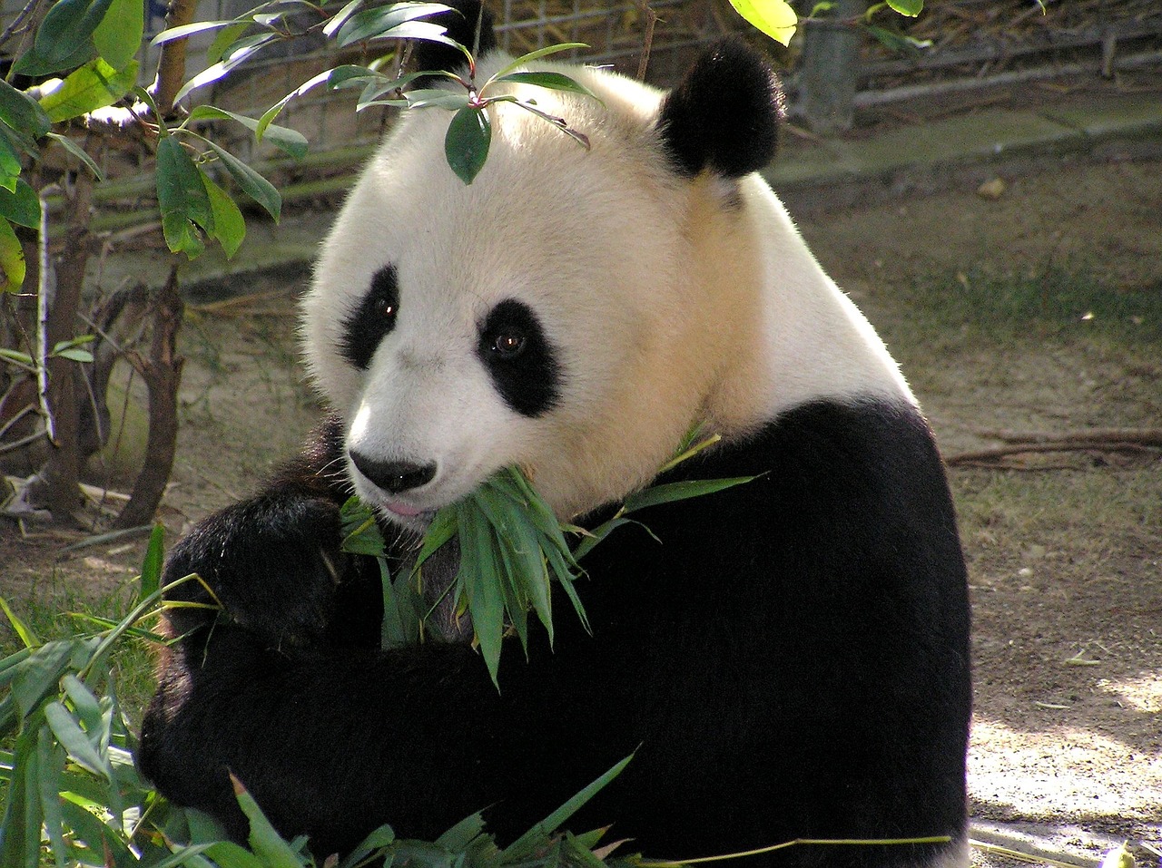 Panda at Zoo Pixabay Public Domain 