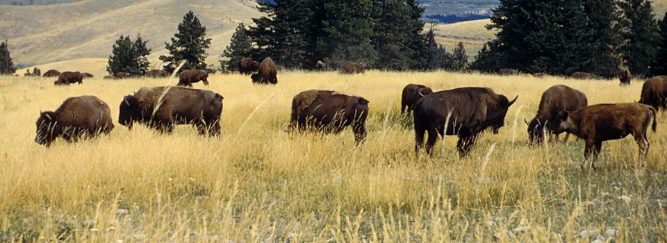 Bison_herd_grazing_at_the_National_Bison_Range