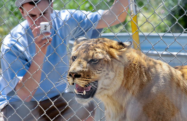 sierra safari zoo by owner