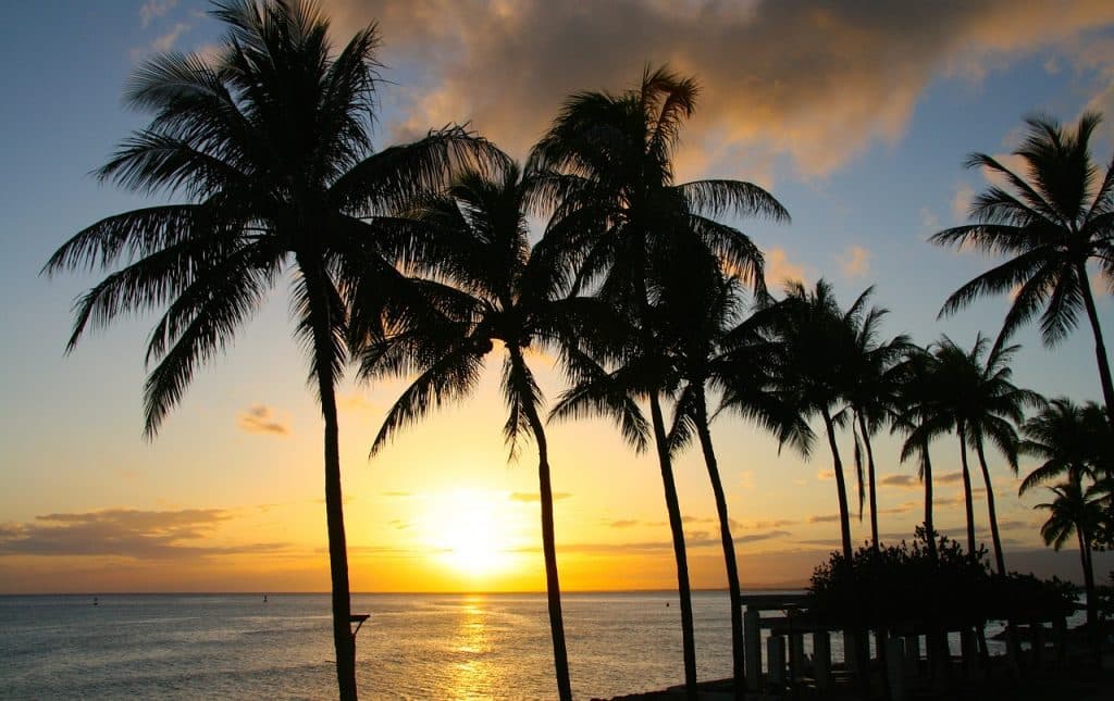 Hawaiian Palm trees on the beach at sunset