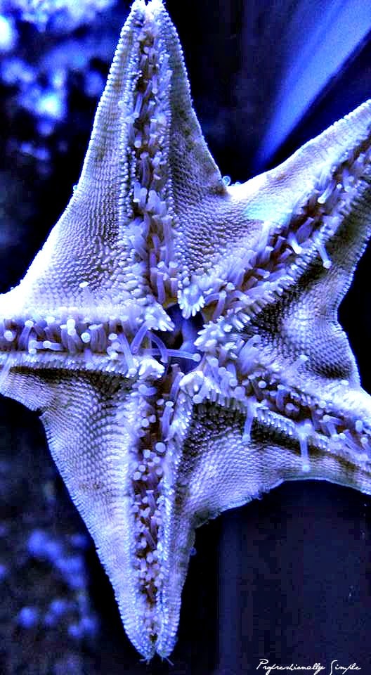 Aquarium Shot Credit Danielle Breshears Profresh Aquarium Shot Credit Danielle Breshears Profresh