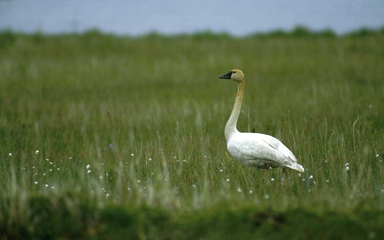 Tundra Swan Virginia Beach Pixabay Public Domain Tundra Swan Virginia Beach Pixabay Public Domain