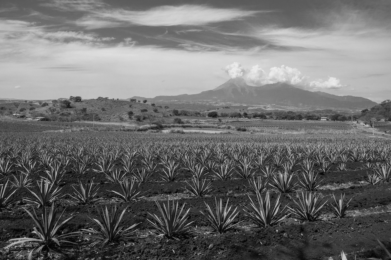 Agave Field Pixabay Public Domain