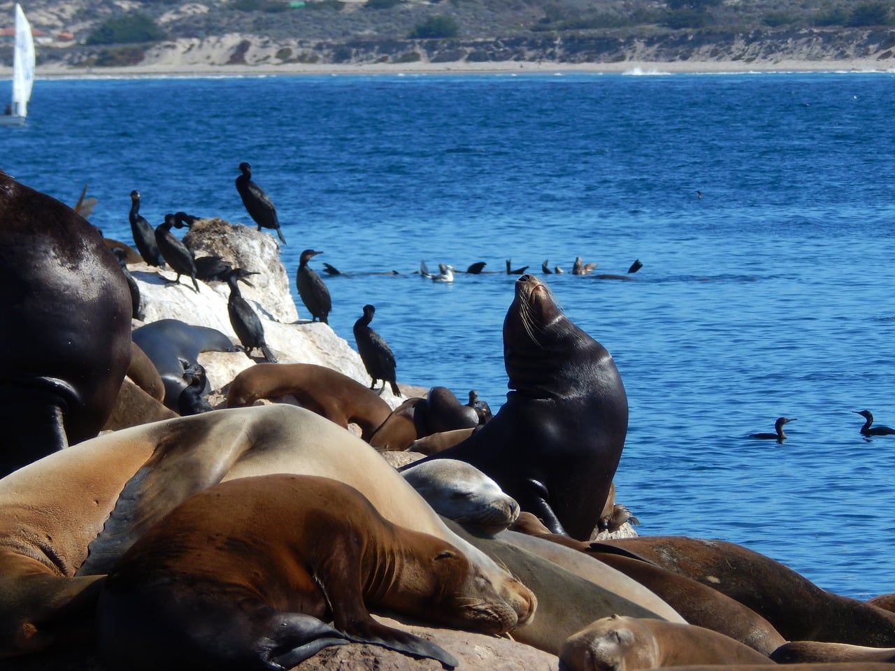 Sea Lions Monterey Bay - Pixabay - Public Domain Sea Lions Monterey Bay - Pixabay - Public Domain