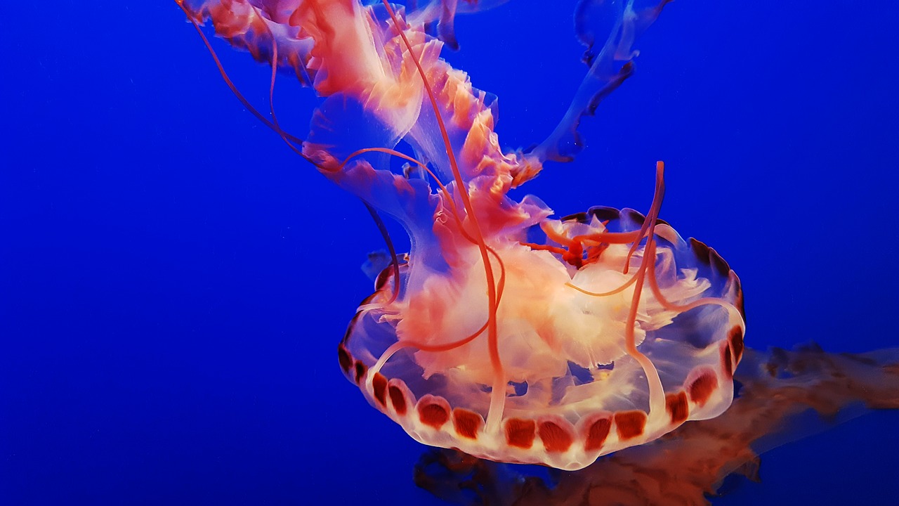 Jellyfish at Monterey Bay Aquarium - Pixabay - Public Domain 
