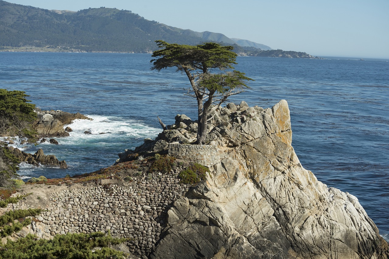 The Lone Cypress - Pixabay - Public Domain The Lone Cypress - Pixabay - Public Domain