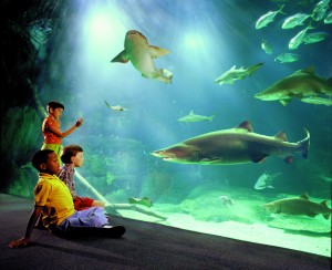 Aquarium-Credit-Virginia-Beach-CVB