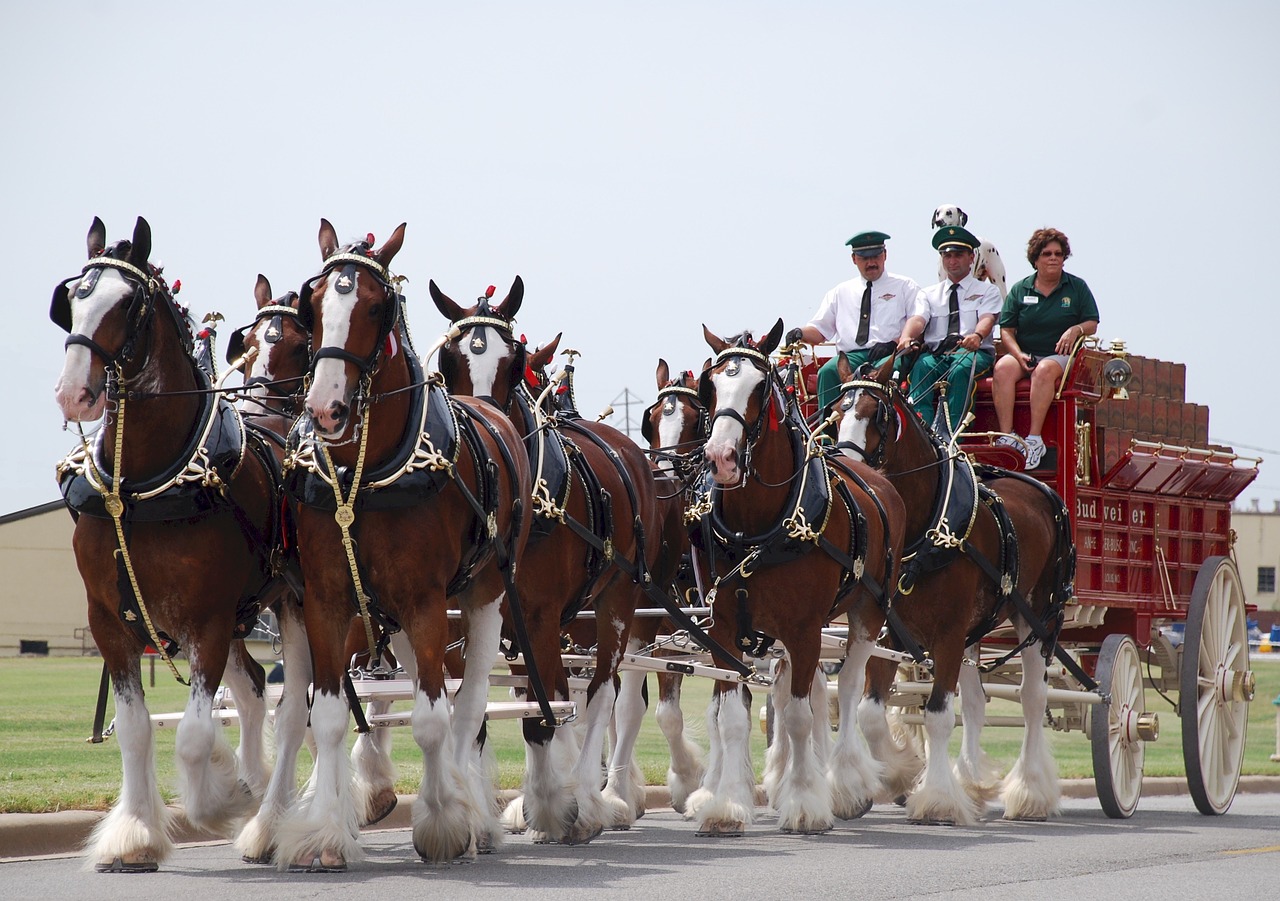 Budweiser Clydesdales 