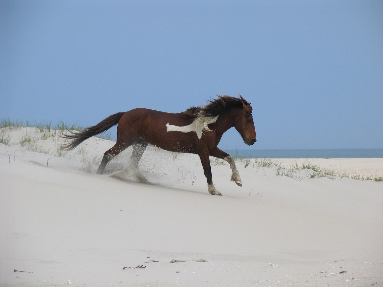 Assateague Pixabay