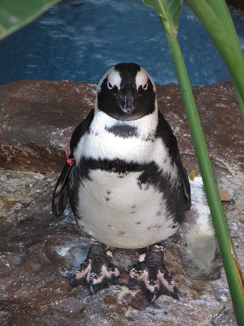 Penguin Dallas Zoo Pixabay Public Domain 