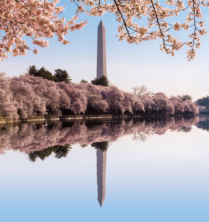 Cherry blossoms frame the Washington monument in Washington DC during Cherry Blossom Festival as the tidal basin reflects the blooms