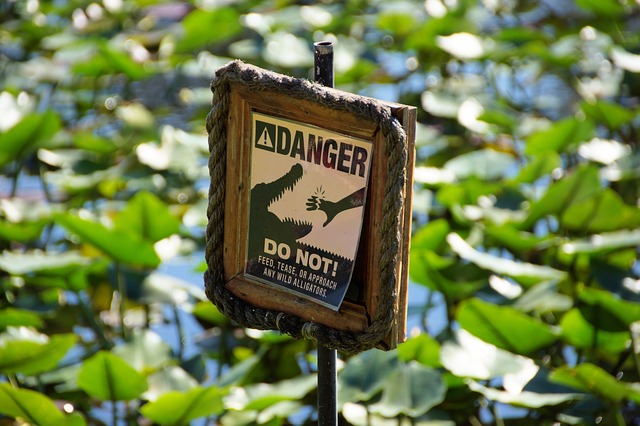 The Everglades