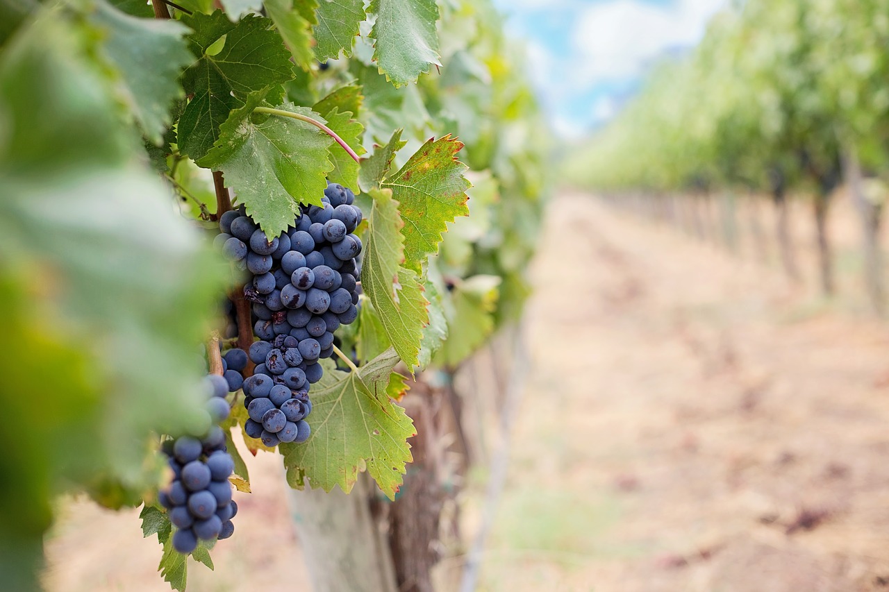 Winery Sacramento Pixabay Public Domain 