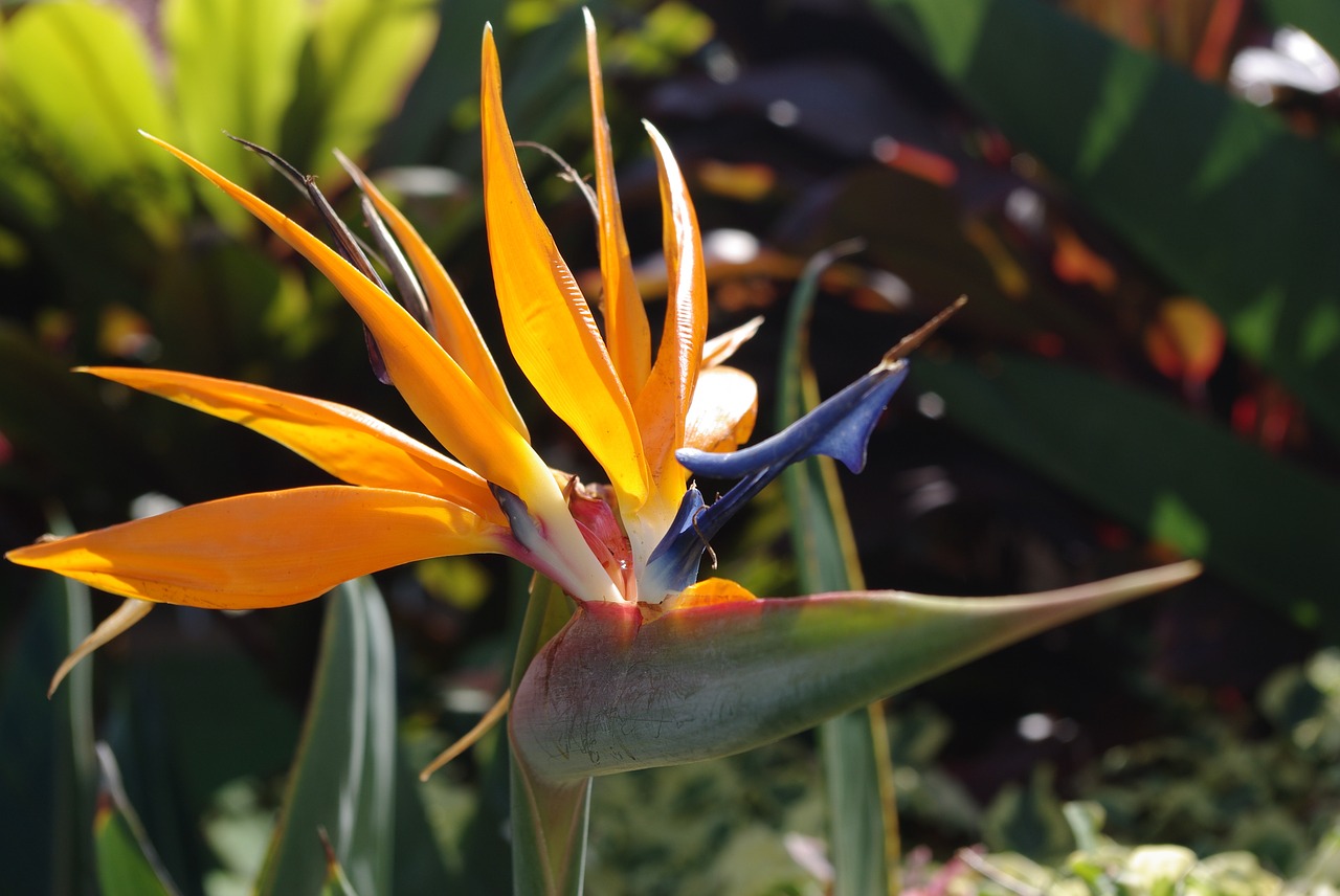 Hawaiian Flora Pixabay Public Domain Hawaiian Flora Pixabay Public Domain
