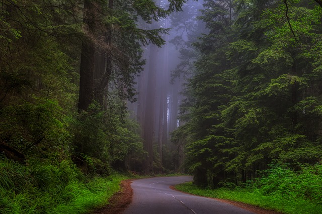 California Redwoods Pixabay Public Domain 