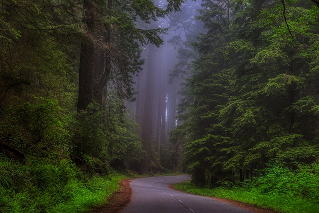 California Redwoods Pixabay Public Domain