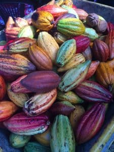 Cocoa Pods Pixabay Public Domain Cocoa Pods Pixabay Public Domain