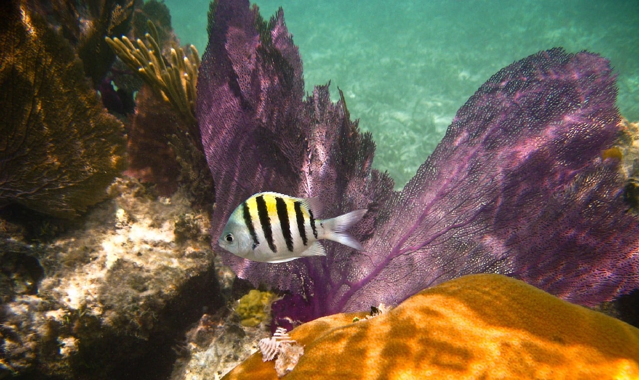 Reef Pixabay Public Domain Reef Pixabay Public Domain