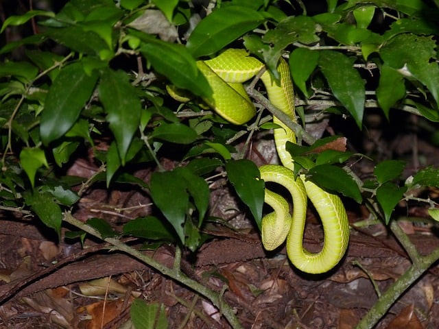 Monteverde Cloud Forest Biological Reserve