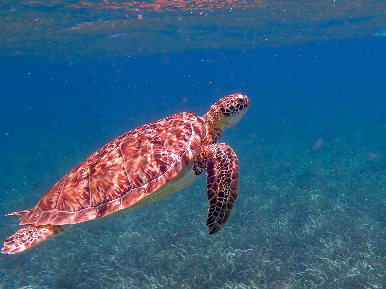 Belize Sea Turtles Pixabay Public Domain 
