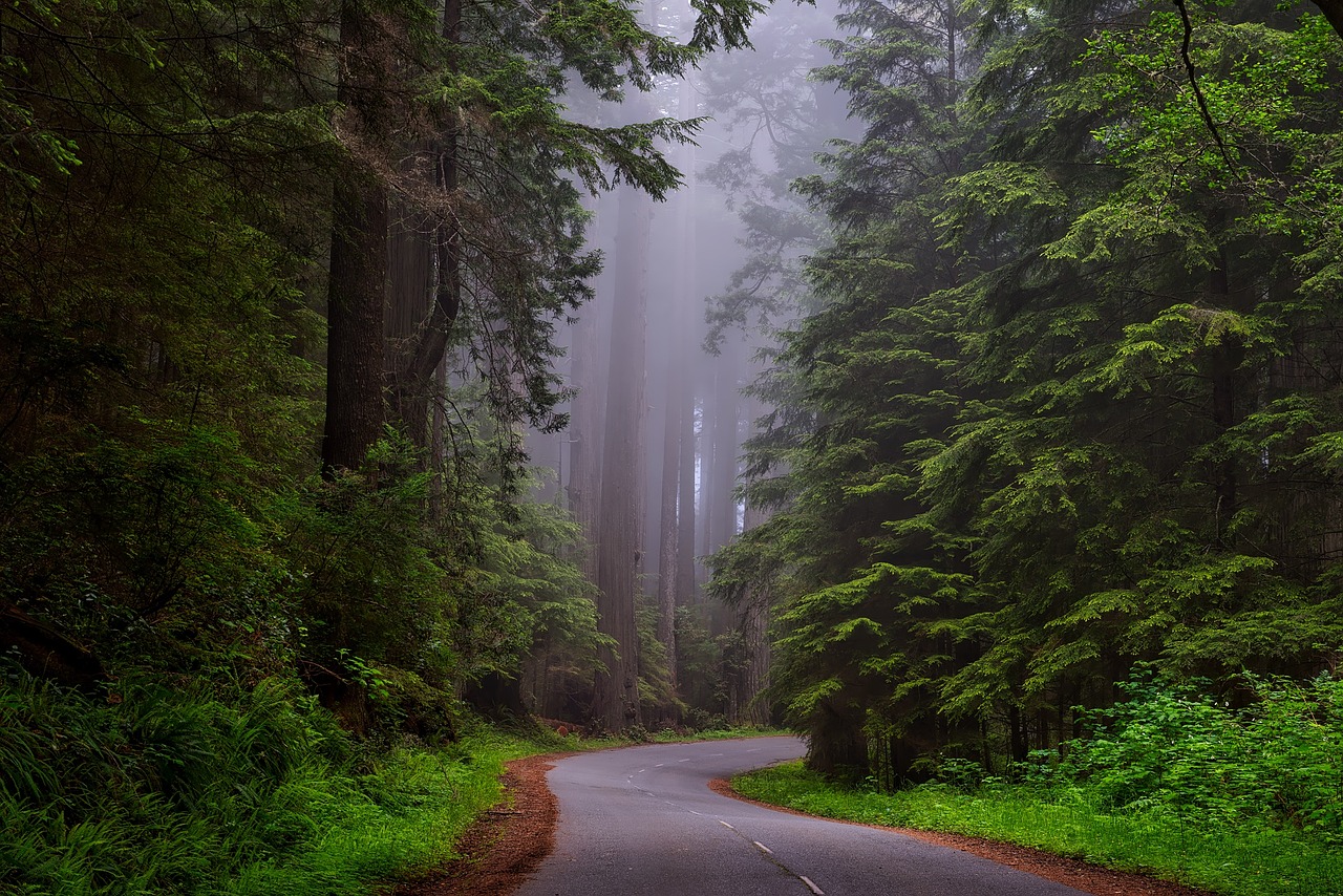 Redwood National Park Pixabay Public Domain 