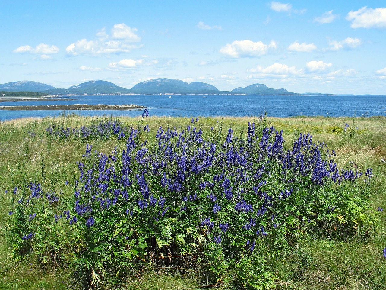 Acadia National Park Flora Pixabay Public Domain 