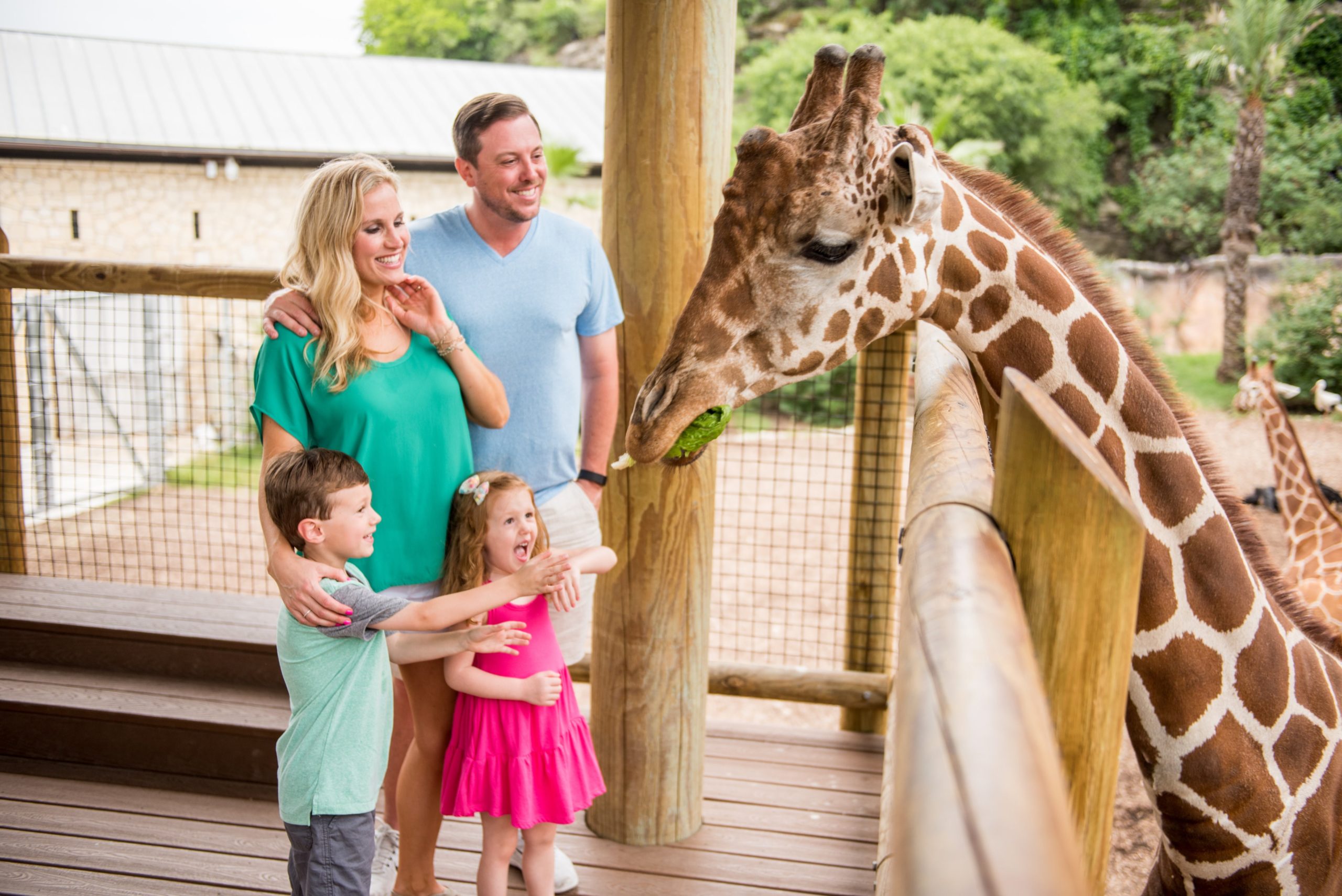 San Antonio Zoo Giraffe Feeding courtesy of visitsanantonio.com