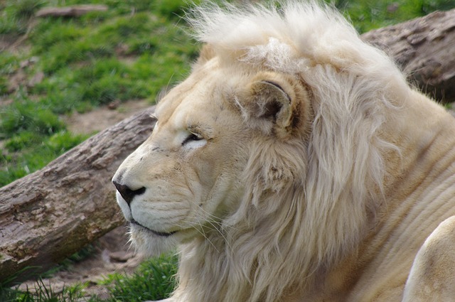Lion at Philly Zoo Pixabay Public Domain