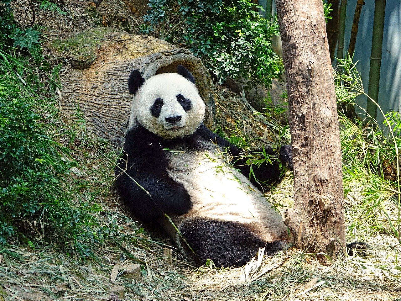 Panda DC Zoo Pixabay Public Domain
