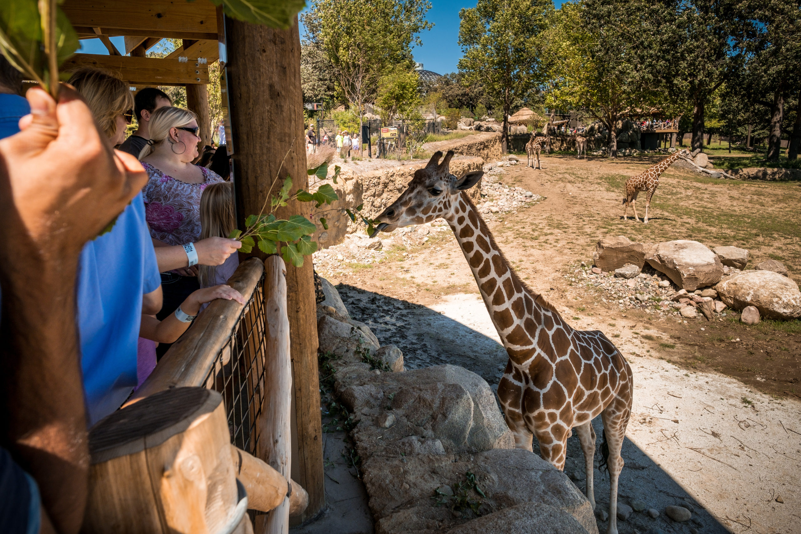 HD Zoo Giraffe Feeding Courtesy of Visit Omaha